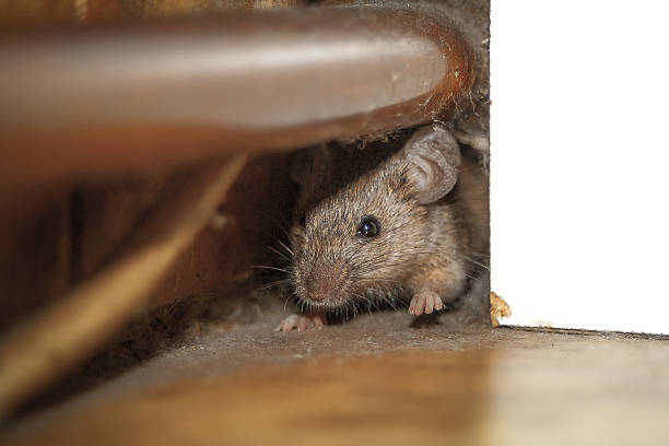 Mouse in a home crawlspace - rodent control service in Ghana