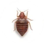Bed Bugs