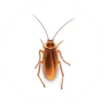 Cockroaches