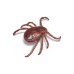 Ticks
