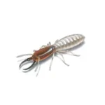 Termites