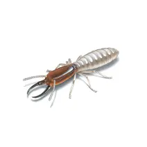 Close-up photo of a drywood termite for pest identification