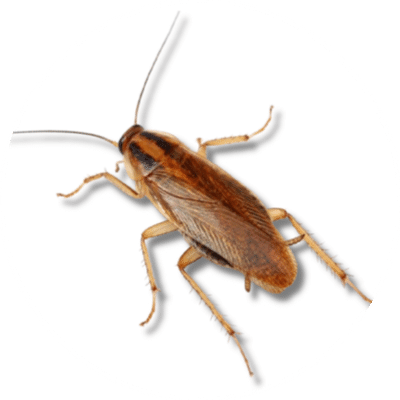 Close-up photo of a German cockroach for pest identification