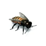 Bees