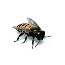 Illustration of a honey bee for pest identification