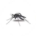 Mosquitoes