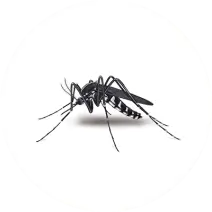 Illustration of a mosquito for pest identification