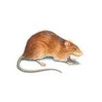 Rats & Mice