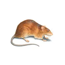 Illustration of a Norway rat for pest identification