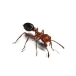 Ants