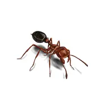 Illustration of a red fire ant for pest identification