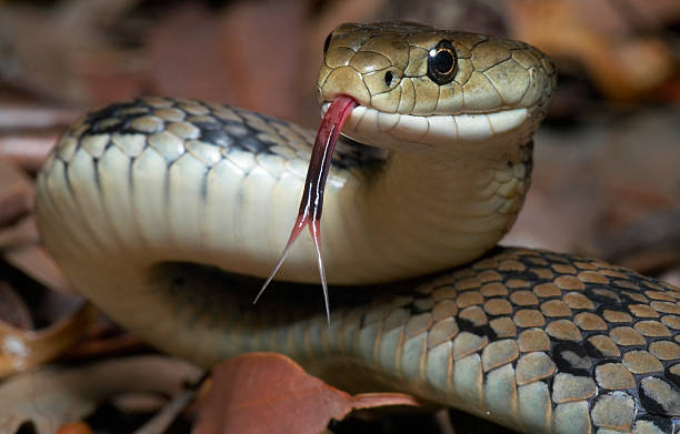 Why You’re More Likely to See Snakes in Accra Now—and What You Can Do About It